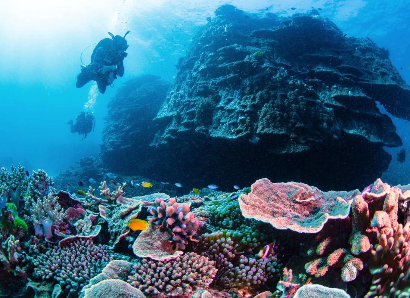 Dagstur med dykning på det sydlige Great Barrier Reef