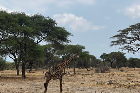 Desde Zanzíbar: safari en avión de 3 días al Serengeti y Ngorongoro