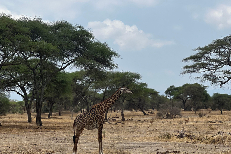 Desde Zanzíbar: safari en avión de 3 días al Serengeti y Ngorongoro