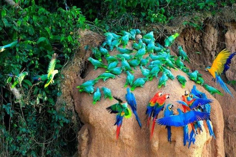 From Cusco: 3-Day Manu National Park Tour with Lodging