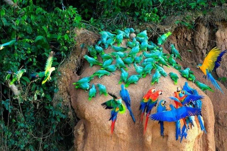 From Cusco: 3-Day Manu National Park Tour with Lodging