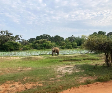 Nationaal park Yala: Jeepsafari vanuit Colombo en Negombo