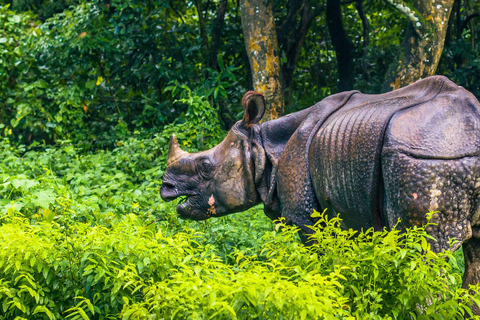 Chitwan National Park: Tower Night Stay with Nature Guide