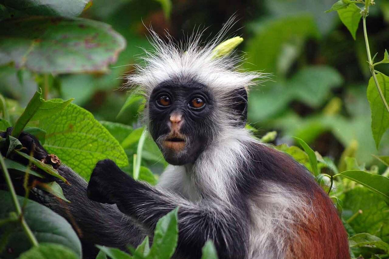 Zanzibar: Kryddtur och Jozani-skogen