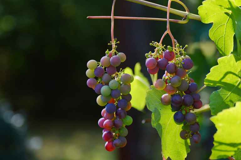 From Amalfi: Pompeii and Mount Vesuvius Winery Private Tour