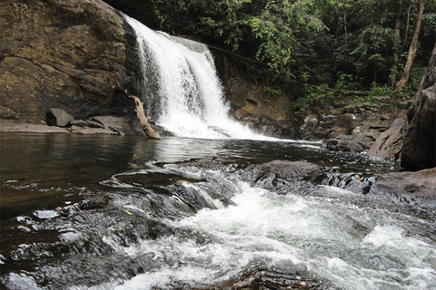 Sinharaja Rain Forest UNESCO Walk and Bird Watching Day Tour Sinharaja Endemics: Rain Forest UNESCO Bird Watching Day