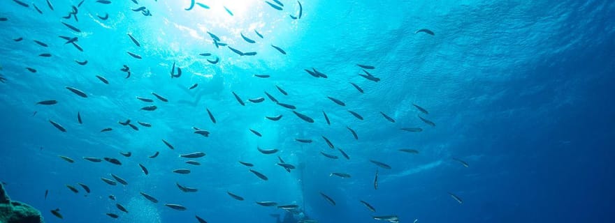 Double plongée sur l'île de Santa Maria - Açores