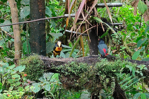 From Quito: Mindo Cloud Forest Day Trip with Zipline