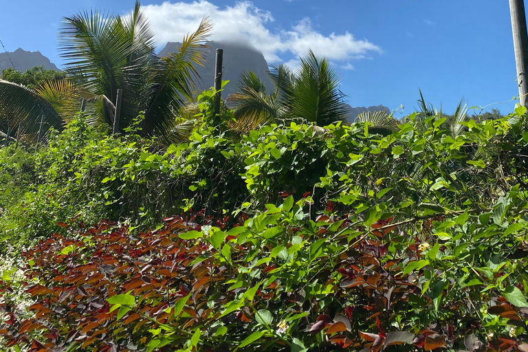 Santiago: Visit the largest banana and coconut plantation & botanical garden From the Beach: Visit a Banana and Coconut Plantation & Botanical Garden with Tastings