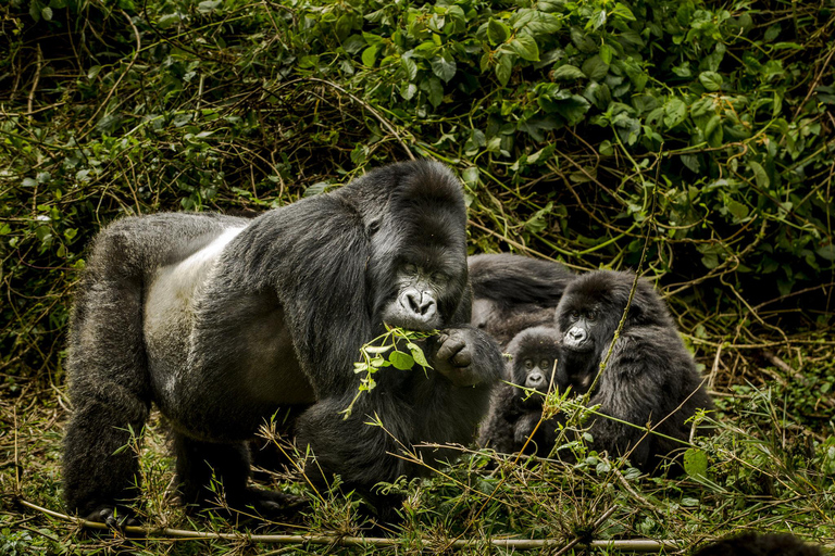 Rwanda: 4-Day Gorilla and Chimpanzee Trekking Tour