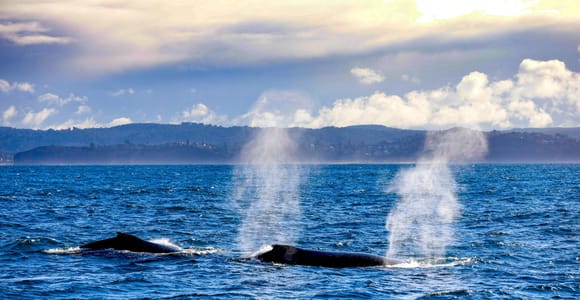 Sydney: Private Luxury Whale Watching and Scenic Cruise