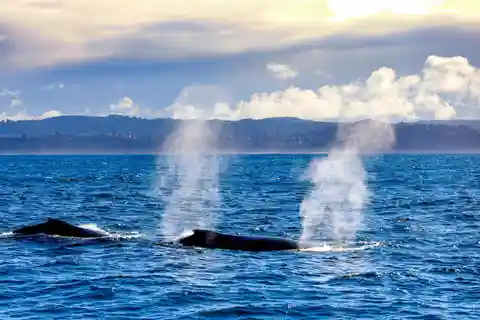 Sydney: Private Whale Watching Cruise