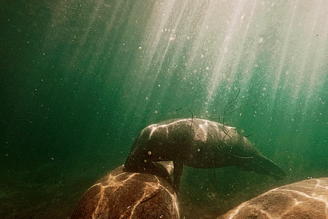 San Juan: Manatee Snorkel Experience, Free Rum Shot!