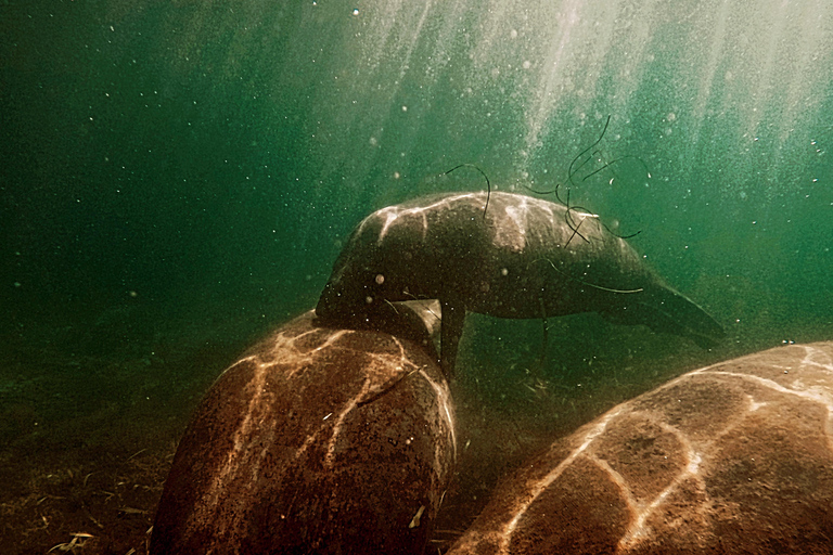San Juan: Manatee Snorkel Experience, Free Rum Shot!