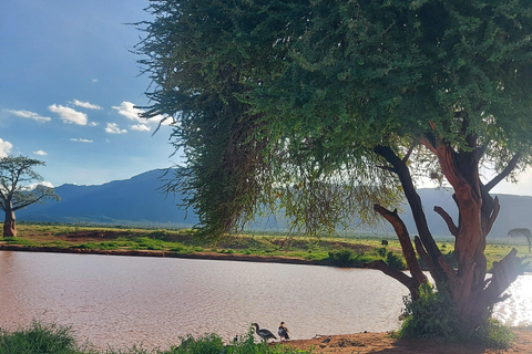 Mombasa: 5-Day Safari- Amboseli, SaltLick, Ziwani & Ngutuni