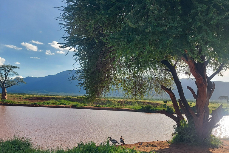 Mombasa: 5-Day Safari- Amboseli, SaltLick, Ziwani & Ngutuni