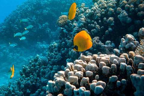 Plongée avec masque et tuba dans la mer Rouge avec équipement et transfert gratuitPlongée avec masque et tuba dans la mer Rouge avec kits et transfert gratuit