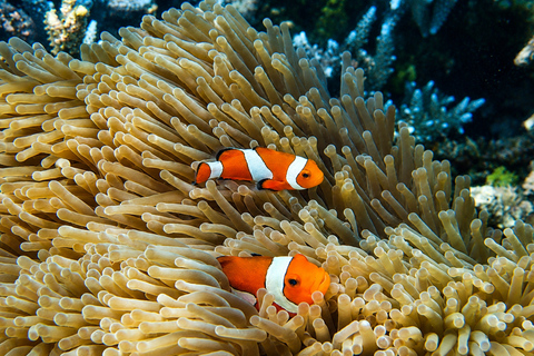 Coron: WWII Shipwrecks & Pass Island Snorkeling Tour
