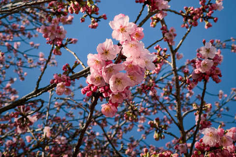 Tokyo: Shinjuku Gyoen Cherry Blossom Stroll (Entry Included)