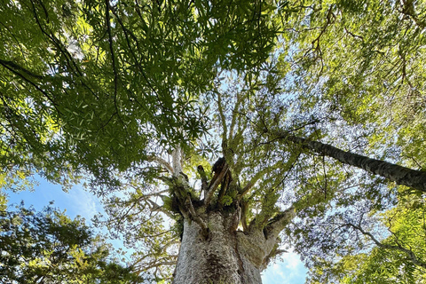 Waipoua Forest: Tane Mahuta & Kauri Museum from Auckland