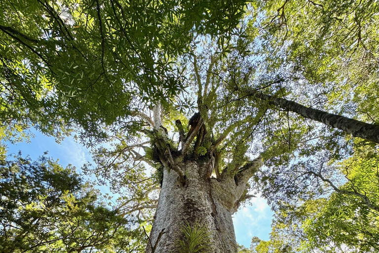 Waipoua Forest: Tane Mahuta & Kauri Museum from Auckland