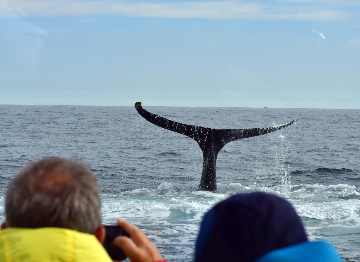 Húsavík: Traditionel hvalsafari