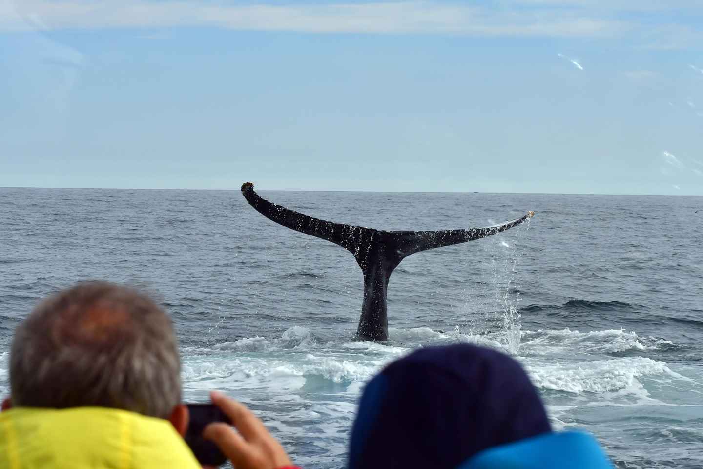 Depuis Húsavík : Excursion Traditionnelle d'Observation des Baleines