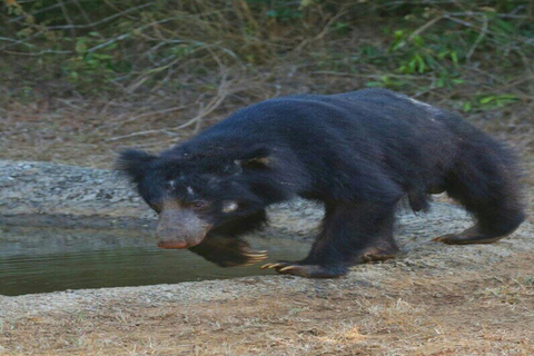 Colombo:Anuradhapura & Wilpattu Safari All Inclusive Tour Colombo: Anuradhapura & Wilpattu Safari only Transportation