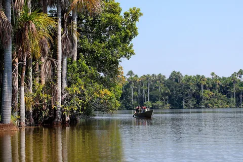 Excursão fotográfica para papagaios e araras no rio Tambopata