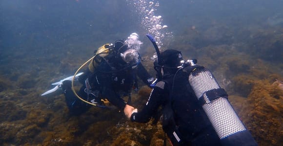La Palma: First Snorkeling, Then an Intro to Scuba Diving - Discover the Atlantic