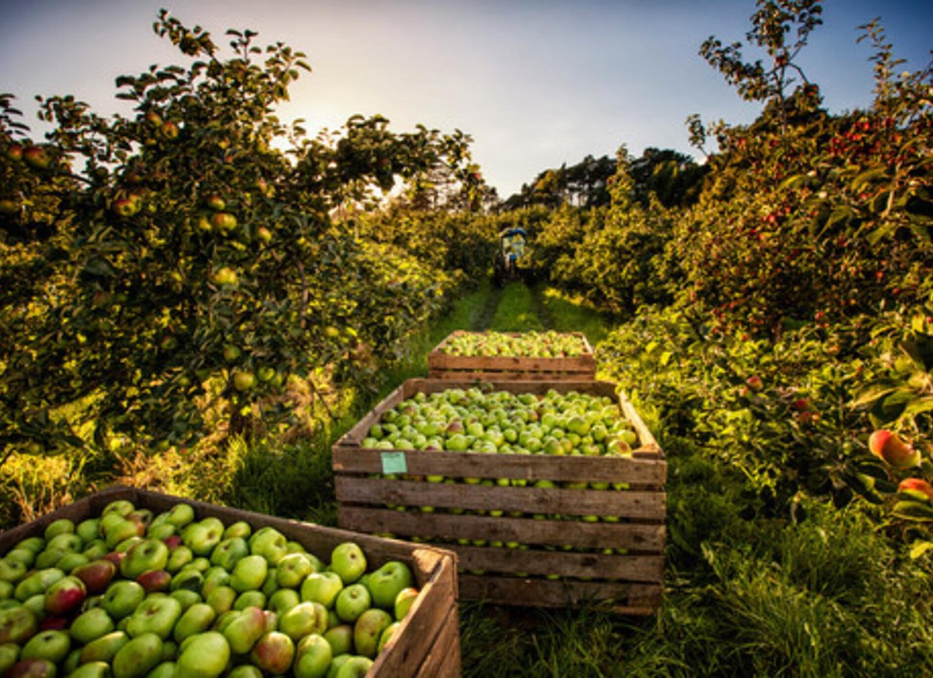 County Armagh: Tur fra blomst til flaske med smagning