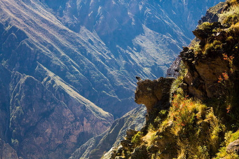 TOUR DE 1 DÍA AL CAÑÓN DEL COLCA GRUPOS REDUCIDOS