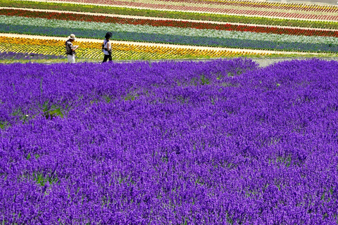 Excursão a Furano e Biei: Descobrindo os campos vibrantes de Hokkaido