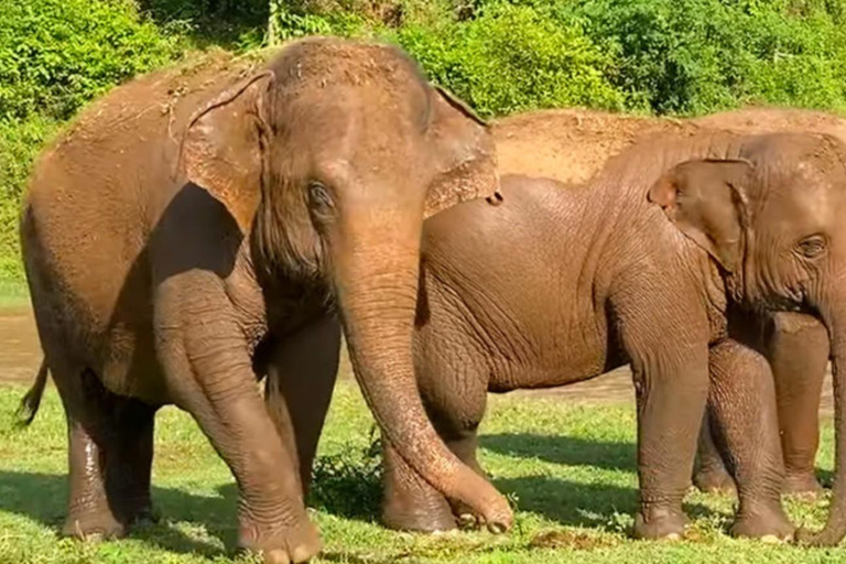From Johannesburg: 2-Day Kruger National Park Safari