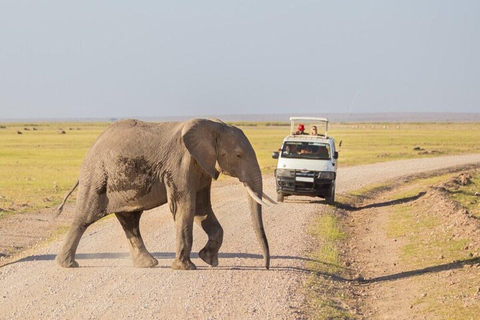 Mombasa/Diani: Private Overnight Tsavo East Safari