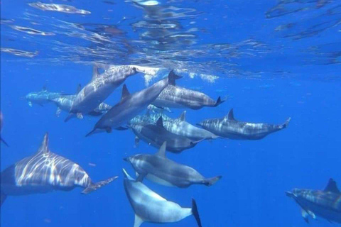 Zanzibar: snorkelen en dolfijnen kijken op Mnemba Island