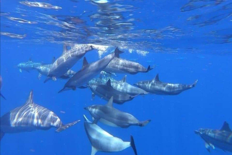 Zanzibar: snorkelen en dolfijnen kijken op Mnemba Island