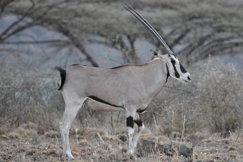 From Addis Ababa: 8-Day Danakil, Awash & Harar Safari