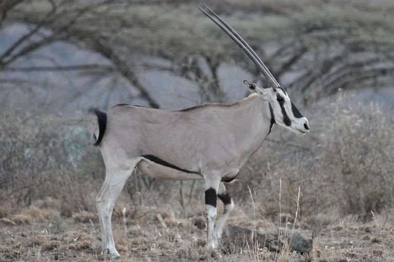 From Addis Ababa: 8-Day Danakil, Awash & Harar Safari