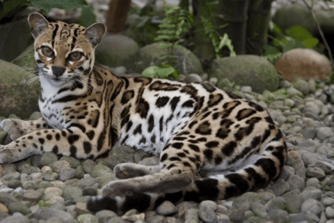 Visit to Corcovado National Park via the San Pedrillo station