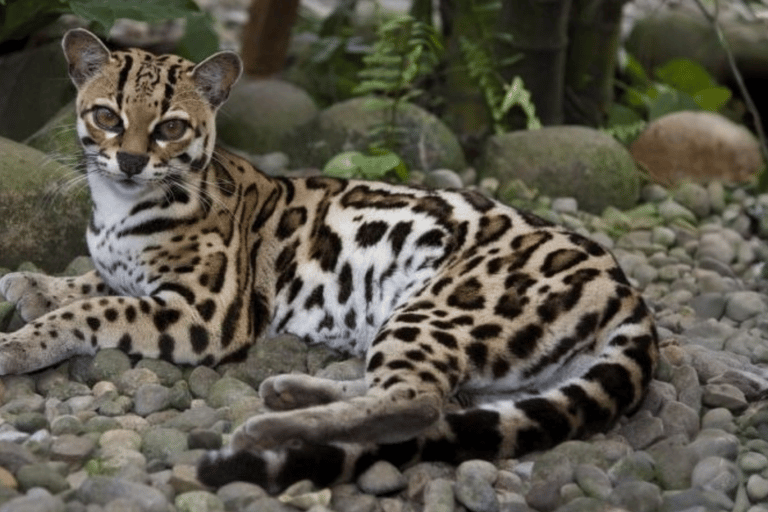 Visit to Corcovado National Park via the San Pedrillo station