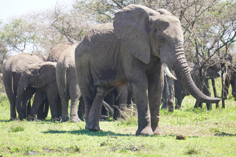 Arusha: passeio de um dia no Parque Nacional de Tarangire com safári