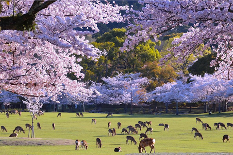 De Osaka: Excursão de 1 dia a Kyoto e NaraVocê será pego na saída 2 de Osaka-NIPPONBASHI