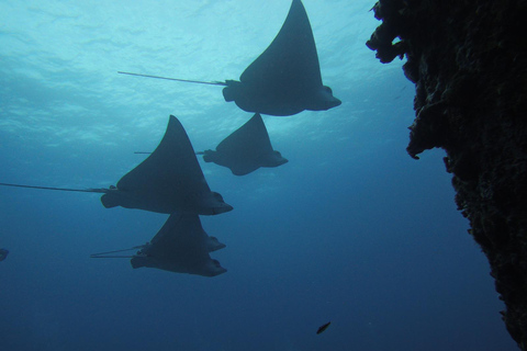 Cancun: Shipwreck & Reef for Certified Divers