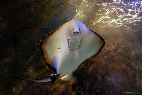 Río de Janeiro: ticket de entrada a AquaRio