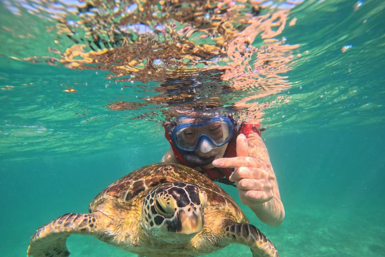 Mirissa Day Tour with Dolphins, Turtles & Beach Time Pick up from Colombo or Negombo City