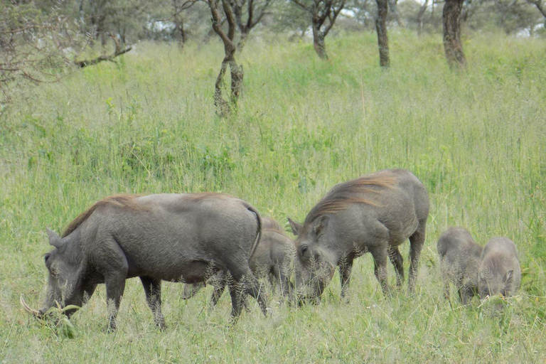 Arusha Park Memorable Safari Tour