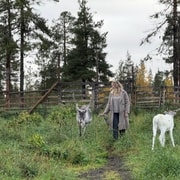 Reindeer Farm Visit & Wilderness Fell Adventure