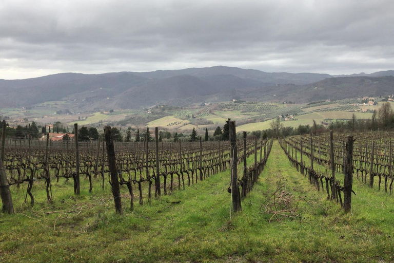 De Florence: visite privée du Chianti Rufina et dégustation de platsChianti Rufina : visite privée et dégustations de produits locaux