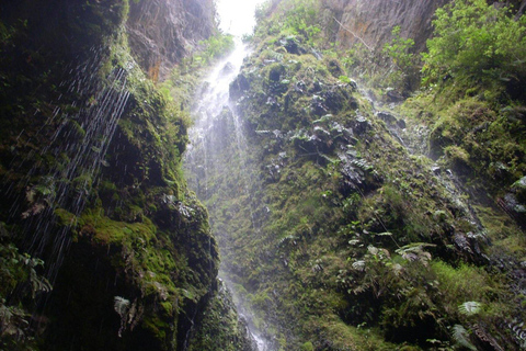 Bogota: Explore the forest and bird watching at Chicaque Natural Park